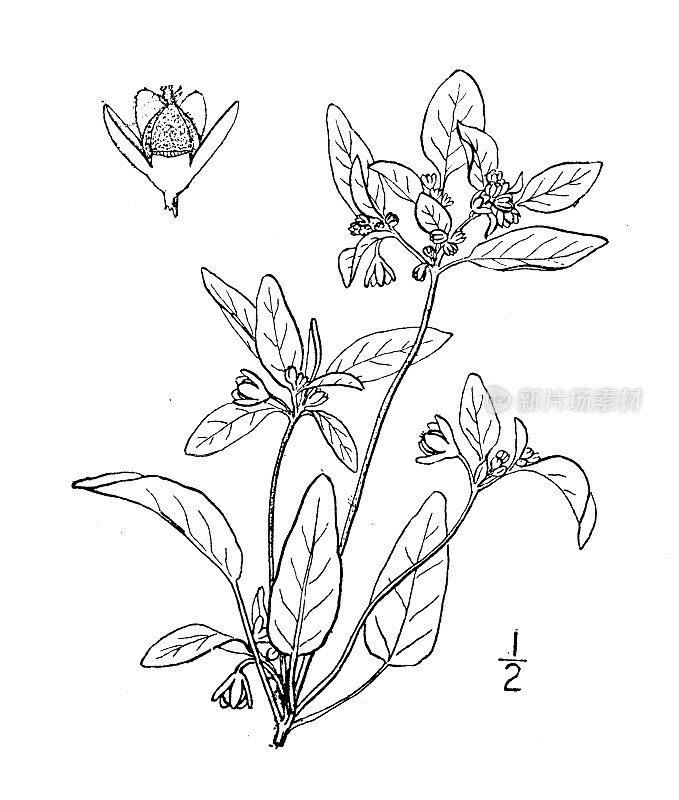 古董植物学植物插图:Croton Lindheimerianus, Lindheimer的Croton